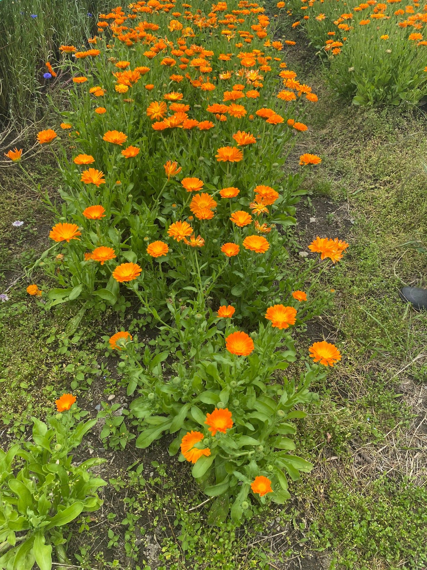 Otobukihata Edible Flower Tea in Ohara, Kyoto