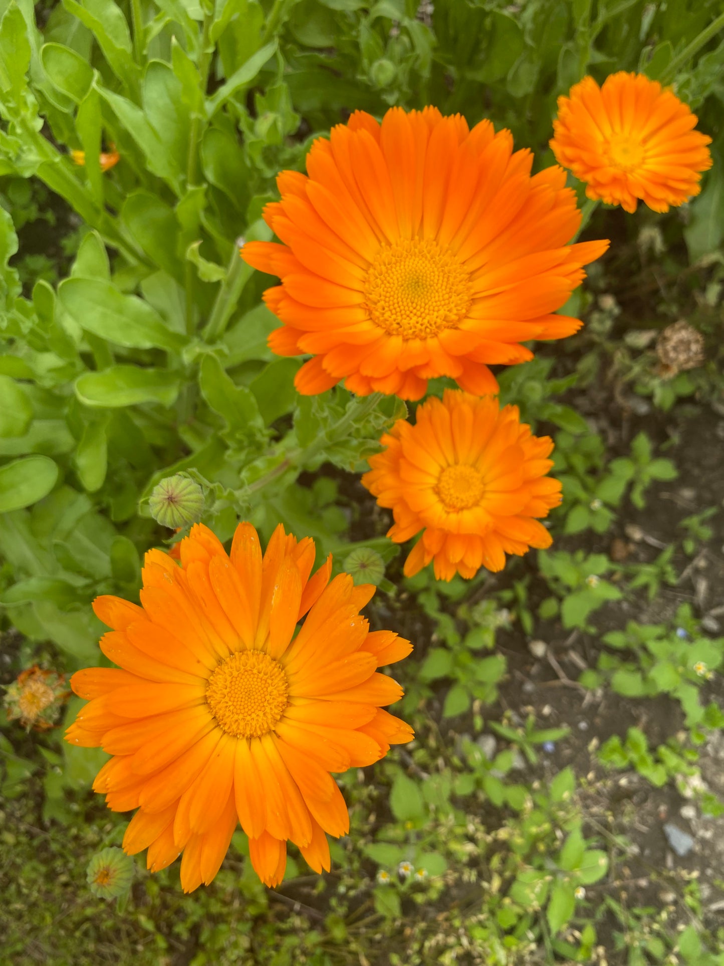 Otobukihata Edible Flower Tea in Ohara, Kyoto