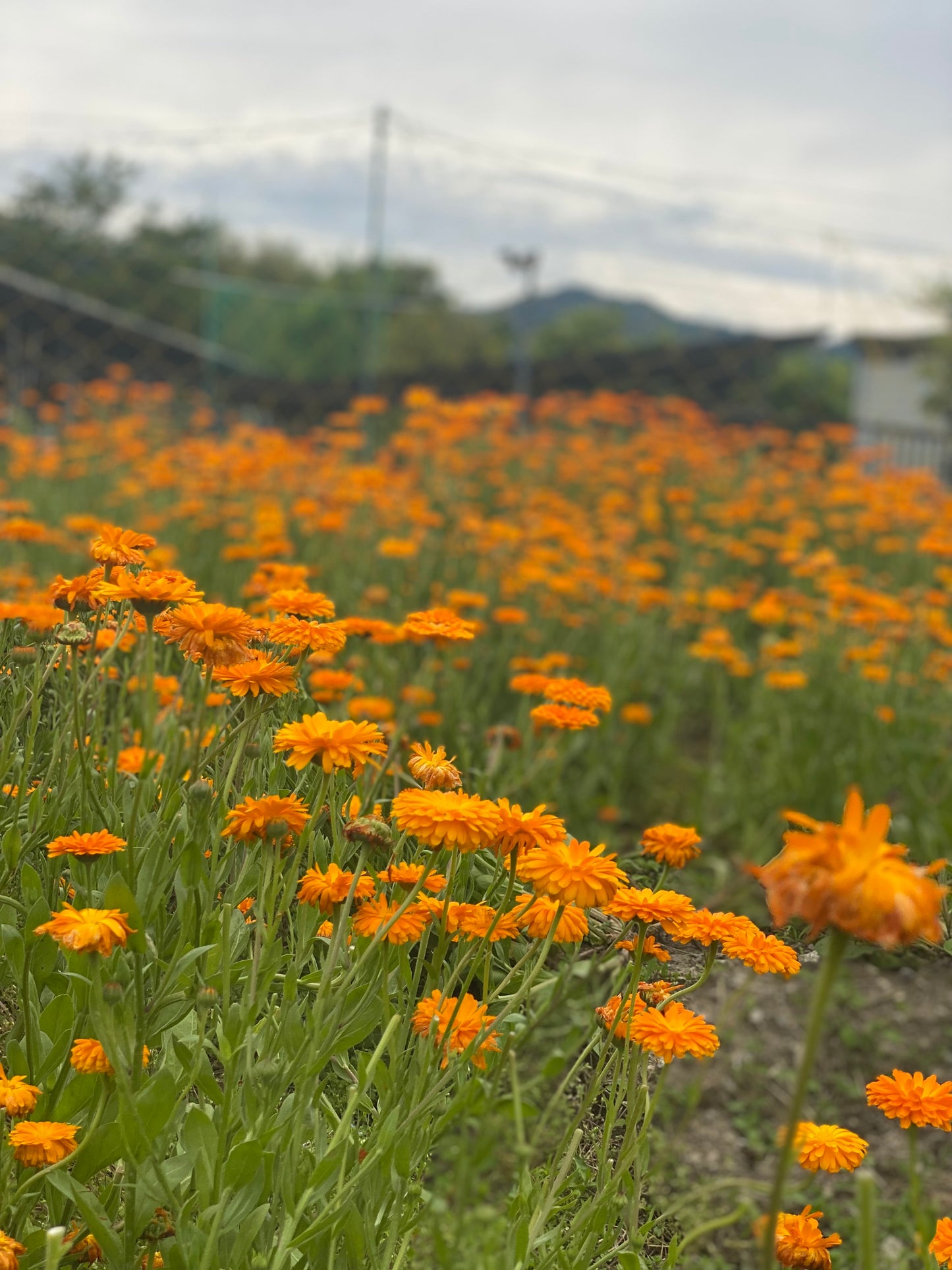 Otobukihata Edible Flower Tea in Ohara, Kyoto