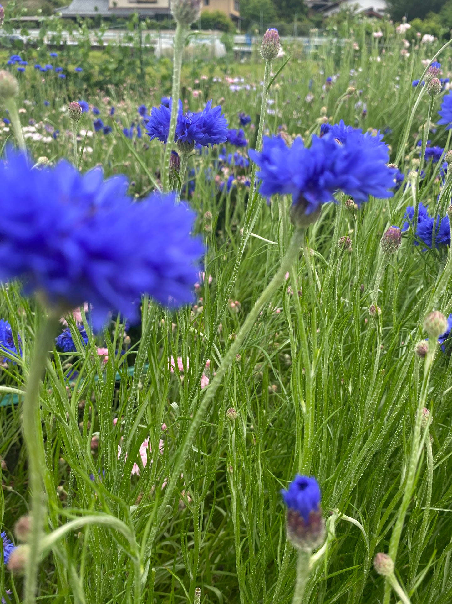 Otobukihata Edible Flower Tea in Ohara, Kyoto