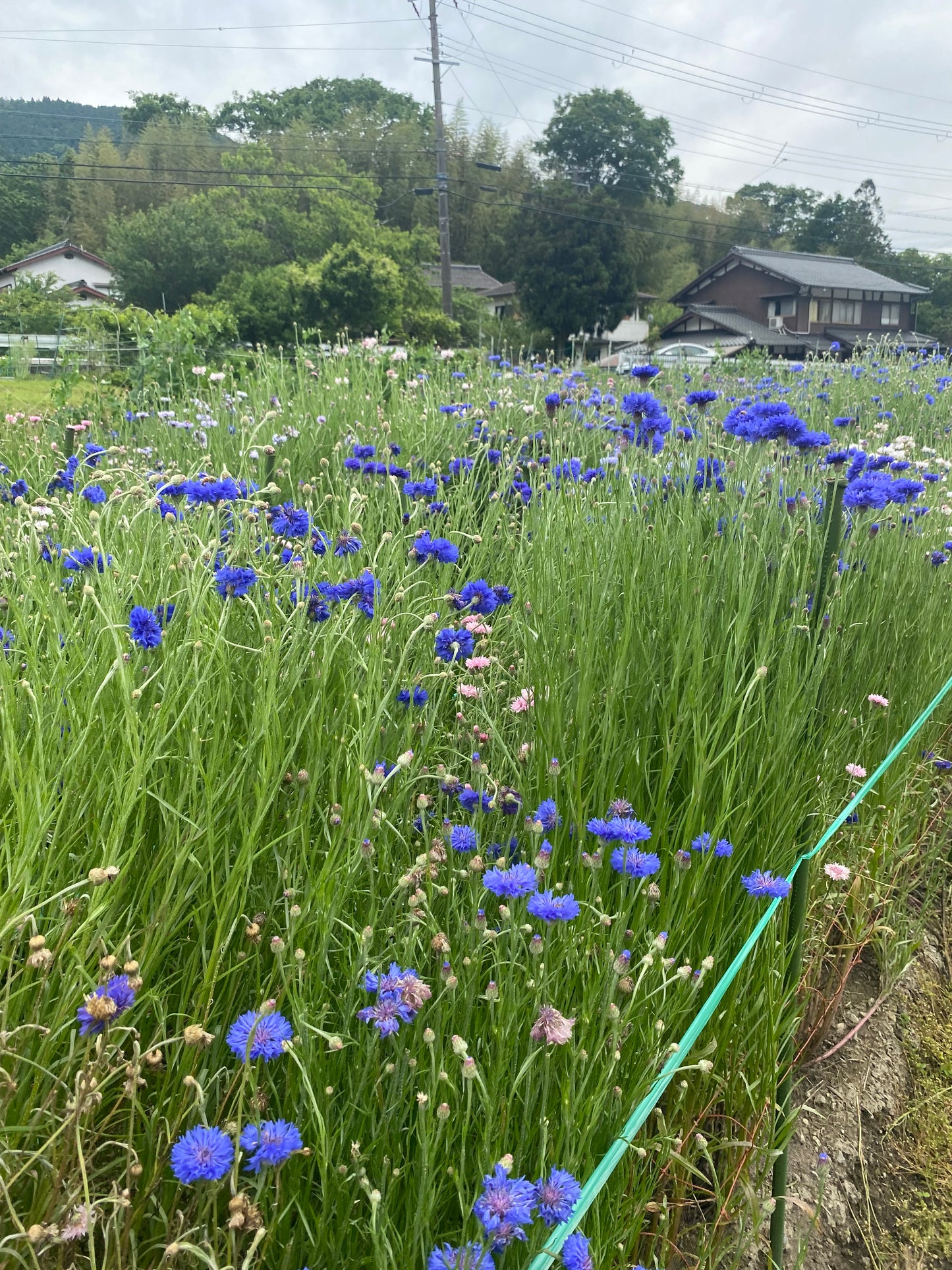Otobukihata Edible Flower Tea in Ohara, Kyoto