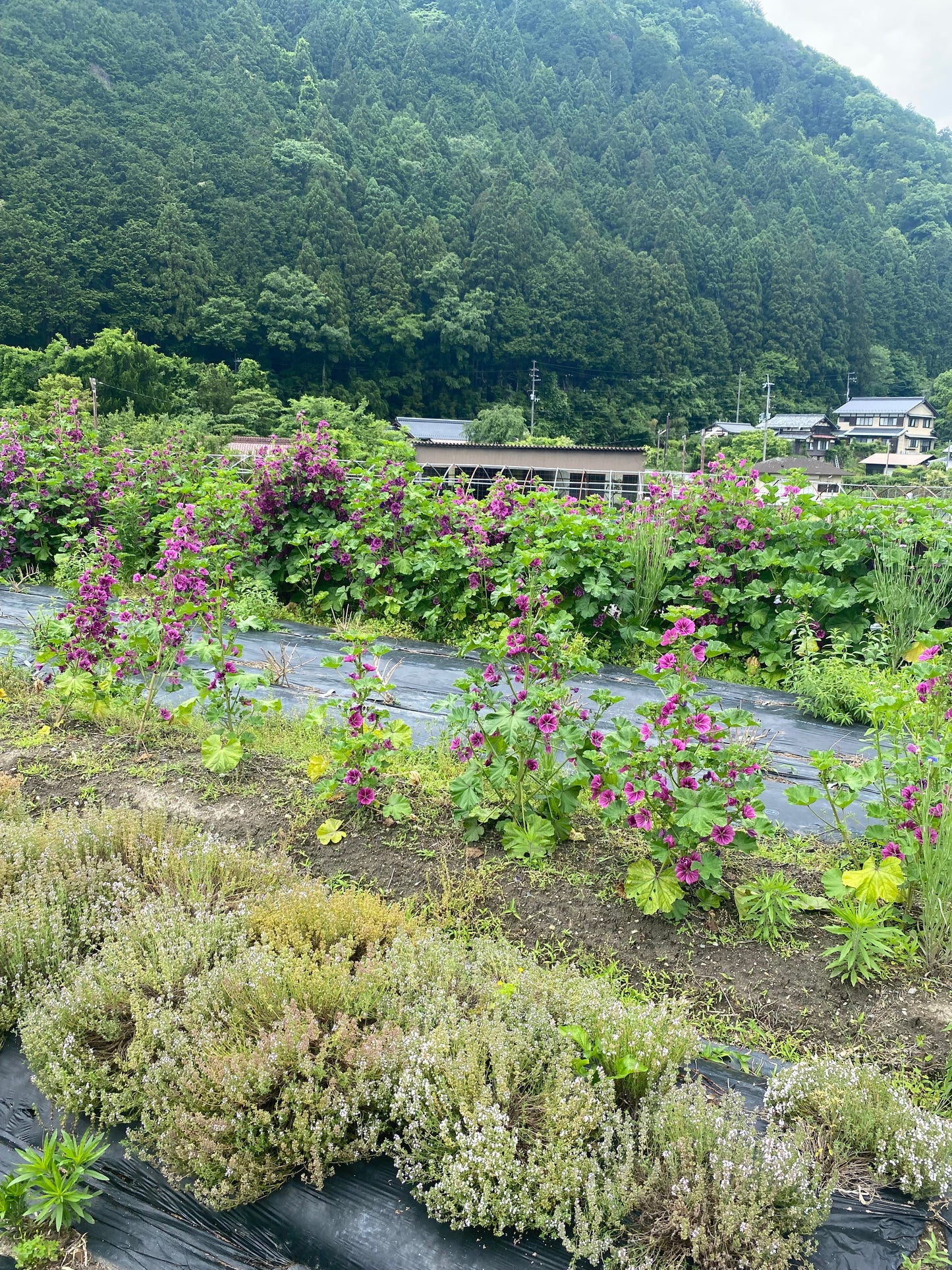 Otobukihata Edible Flower Tea in Ohara, Kyoto