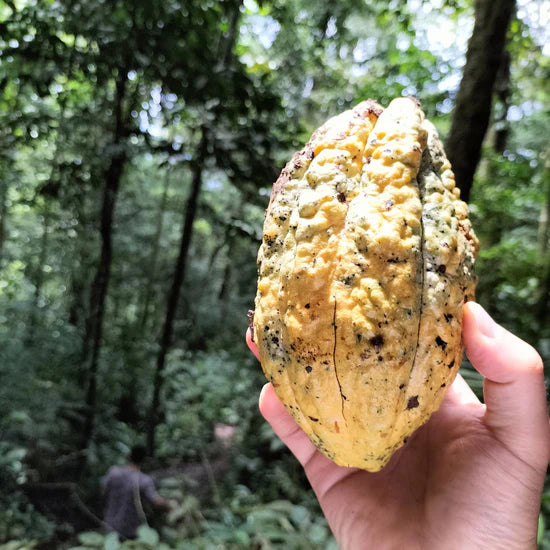 100% Arriba Cacao Cocoa Beans Chakra Certified