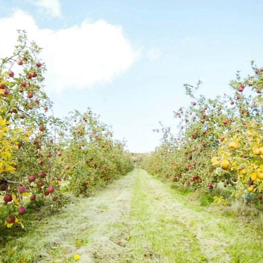 Komoro Miyajima Apple Orchard Apple Juice