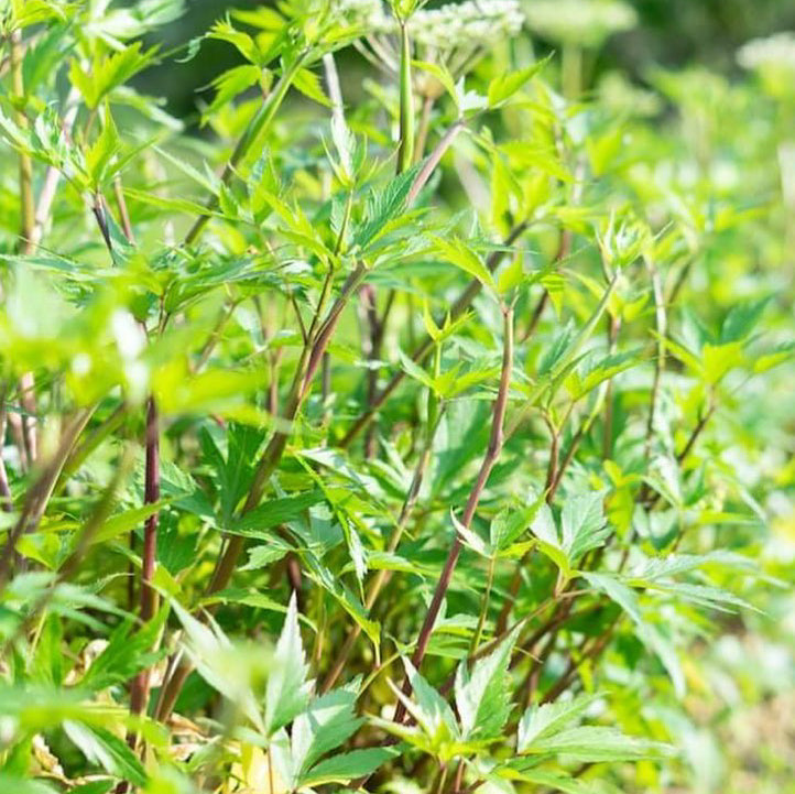 Yamato Angelica Blend Essential Oil