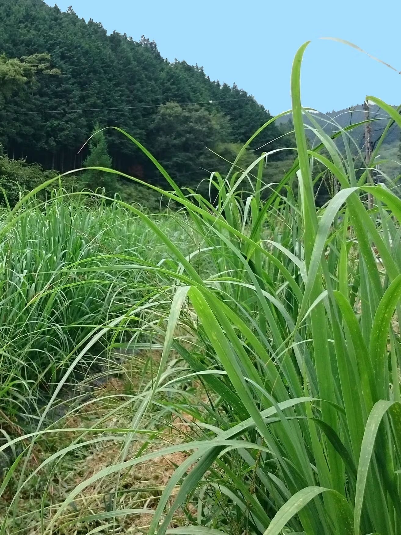 里山の小さなごちそう