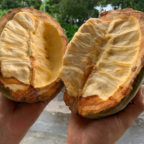 Amazon White Cacao Macambo